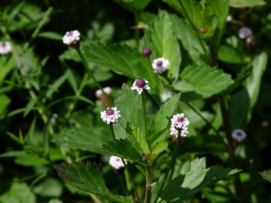 {Phyla lanceolata}